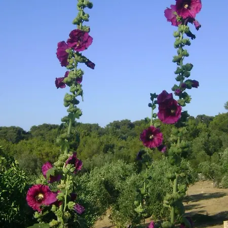 Le Lantane * Cisternino